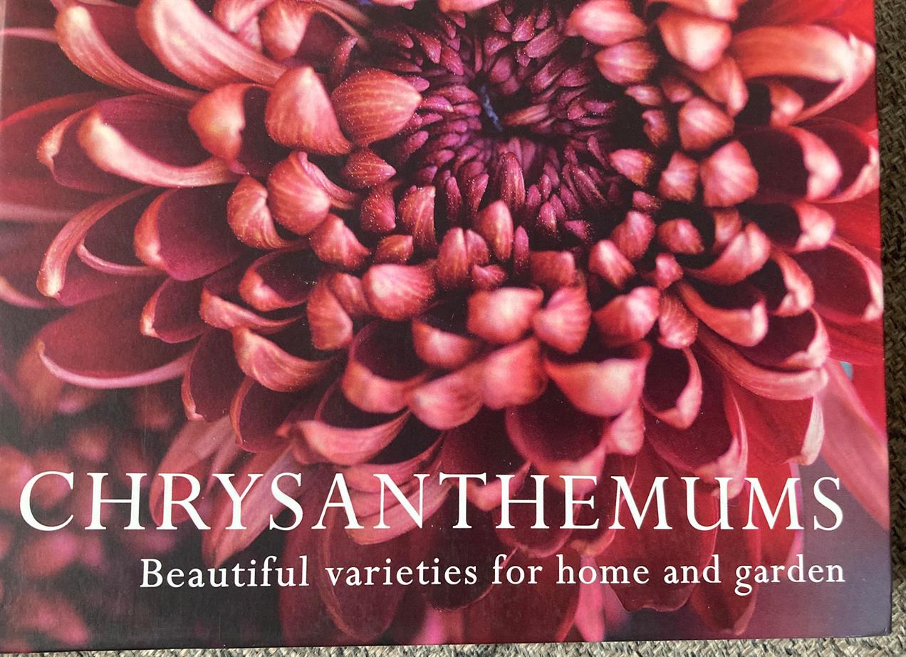 Chrysanthemums